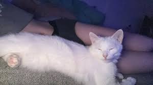 bibble🍄 on X: My cat is so cute💗 femboy t.coSLa532Xl6V  X