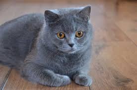 Kedi Kucakta Nasil Tutulur