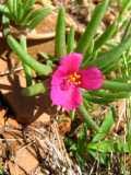 Image result for Portulaca kermesina