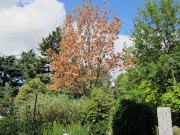 Image result for Vernonia nepetifolia