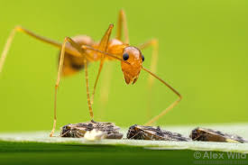 Image result for Anagallis gracilipes