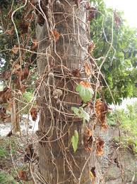 Image result for Dioscorea cochleari-apiculata