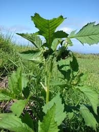 Image result for Crassocephalum crepidioides