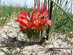 Image result for Babiana bainesii