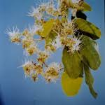 Image result for Isoberlinia tomentosa