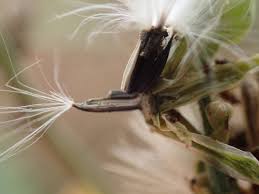 Image result for Launaea