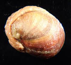 Image result for Premna velutina