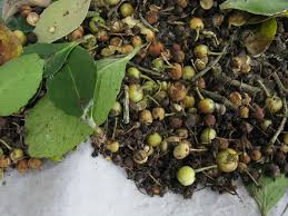 Image result for Mystroxylon