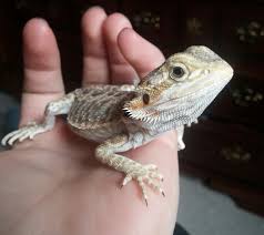 Help Name My Female Bearded Dragon Trees