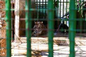 You play a crucial role in the success of the houston zoo's education and animal care programs, global field projects, and local conservation initiatives through your donations. Animals Starve In Lebanon S Zoos As Economy Crumbles Reuters