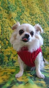 チワワのジョックちゃん お爪切り 足裏の毛のカット 足周りの毛のカット