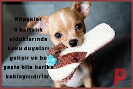 3 Haftalik Kopekler Bile Harika Koklayicilardir Kopeksever Kopek Chihuahua Puppies Cute Chihuahua Cute Puppies