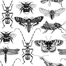 Black And White Insect Drawings Insects Macro Drawings Drawings Colorful Backgrounds Vector Pattern
