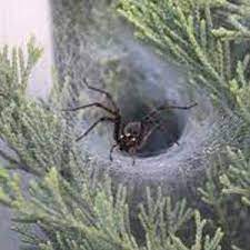 Grass spiders are easier to find in warmer conditions between the months of may and november. Funnel Web Spiders Or Grass Spiders