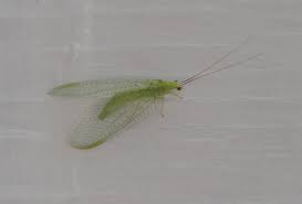 This could either be a termite, earwig or an ant with wings. Green Lacewings Yakima County Washington State University