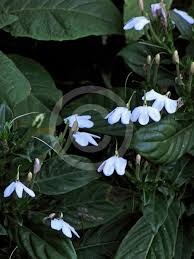 Image result for Rhinacanthus zambesiacus