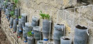 The length of twine used for each vertical garden column depends on how long or tall you want the garden if you make a vertical garden for an apartment porch, you may need only 4 feet of twine on each side of. Make A Vertical Garden From Recycled Milk Bottles Pumpjackpiddlewick
