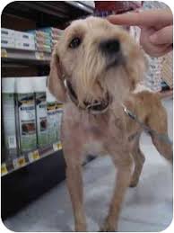 We did not find results for: South Gate Ca Wheaten Terrier Meet Bojangles A Pet For Adoption
