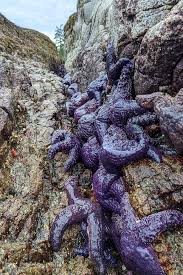 Image result for Xyris peteri