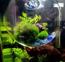 Betta Fish Tumblr Betta Fish Betta Aquarium Diy Fish Tank