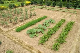 Garden Bed Rows Harvest To Table Garden Layout Vegetable Vegetable Garden Planner Organic Vegetable Garden