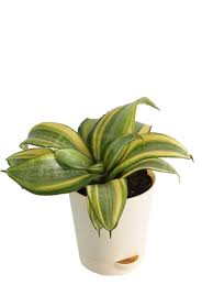Live snake plant, sansevieria trifasciata superba, fully rooted indoor house plant in pot, mother in law tongue sansevieria plant, potted succulent plant, houseplant in potting soil by plants for pets. Snake Plant Golden Buy Snake Plant Golden Online At Best Price In India Ugaoo Com