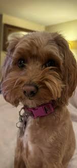 Golden Doodle Owners