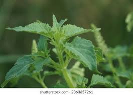 Image result for Basilicum polystachyon