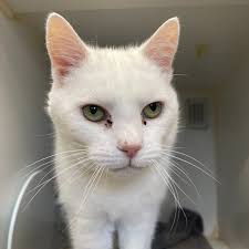 Update: Pablo has been adopted!! 15 year old Pablo is ready to find his  forever home, he came into our care after his beloved owner sadly passed  away, and it's clear he