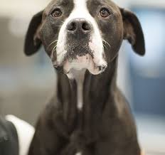 This article examines normal resting heart rates, target heart rates with exercise, and investigates an abnormal heart rate. Normal Vitals For A Dog Bevs