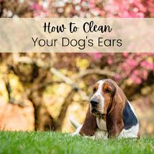 A small breed puppy may require 1 tsp. How To Clean Your Dog S Ears With Apple Cider Or White Vinegar Pethelpful
