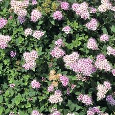 Image result for Spiraea japonica ´Little Princess
