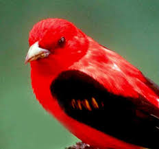 Birds Of Eastern Panhandle Wv Meet These Birds Up Close During Migration Season Almost Heaven West Virginia Almost Heaven West Virginia