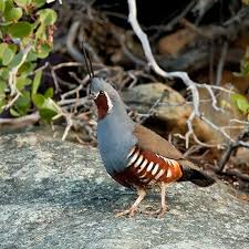 Ernesto Vallejos Adli Kullanicinin Birds Panosundaki Pin Hayvanlar Bildircin Karavanda Yasam