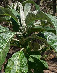 Image result for Solanum giganteum