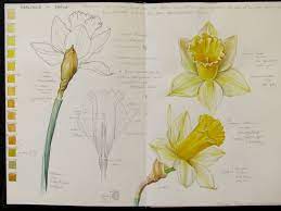 Botanical Sketches And Other Stories Daffodil Days Botanical Painting Botanical Drawings Botanical Sketchbook