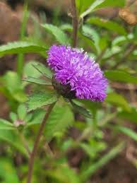 Image result for Centratherum punctatum