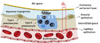 Diagram For Blood Gas Wiring Diagrams