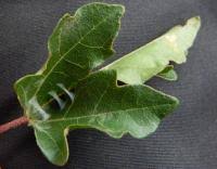 Image result for Altenia scriptella