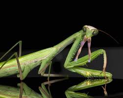A girl and a praying mantis