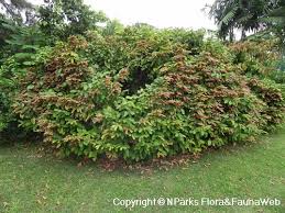 Image result for Flemingia strobilifera