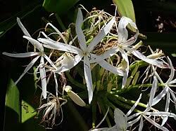 Image result for Crinum paludosum