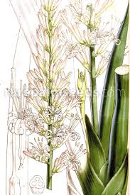 Image result for Cassia angolensis