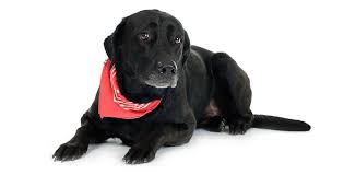 How Long Do Labrador Retrievers Live Lovable Labradors
