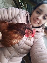 Hi everyone newish to chickens . Just wondering are these girls Rhode  Island reds? I was told Sally my lighter brown girl was one then I got 2  more chickens and was