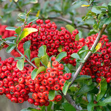 Image result for Pyracantha