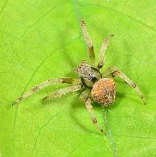 Image result for Centema subfusca