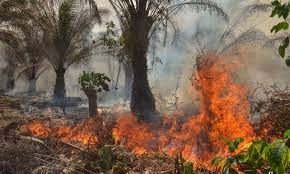 Therefore, palm oil benefits and side effects, according to different sources, often outweigh each other, although a lot depends on the quality and the type of palm oil. How The World Got Hooked On Palm Oil Palm Oil The Guardian