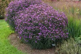 Image result for Vernonia rhodesiana