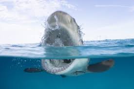 Despite their rarity, many people fear shark attacks after occasional serial attacks, such as the jersey shore shark attacks of 1916, and horror fiction and films such as the jaws series. Egypt Halts Diving Activities At Ras Mohammed National Park After Shark Attack The North Africa Post